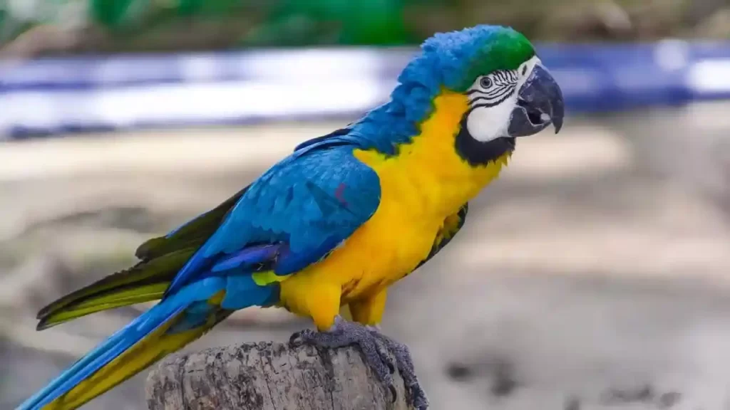 Blue-and-yellow macaw sitting on a cut tree