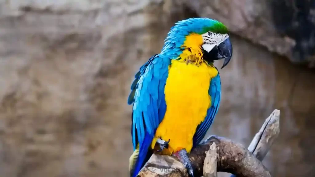 Blue and yellow macaw sitting on tree