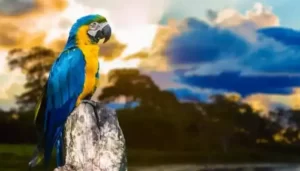 Blue And Yellow Macaw 5 Facts About Beautiful Bird