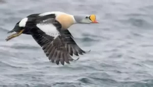 Top 10 Most Beautiful Duck In The World