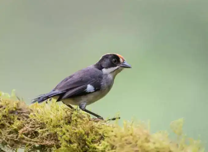 Antioquia Brush Finch is one of the most rarest birds in the world