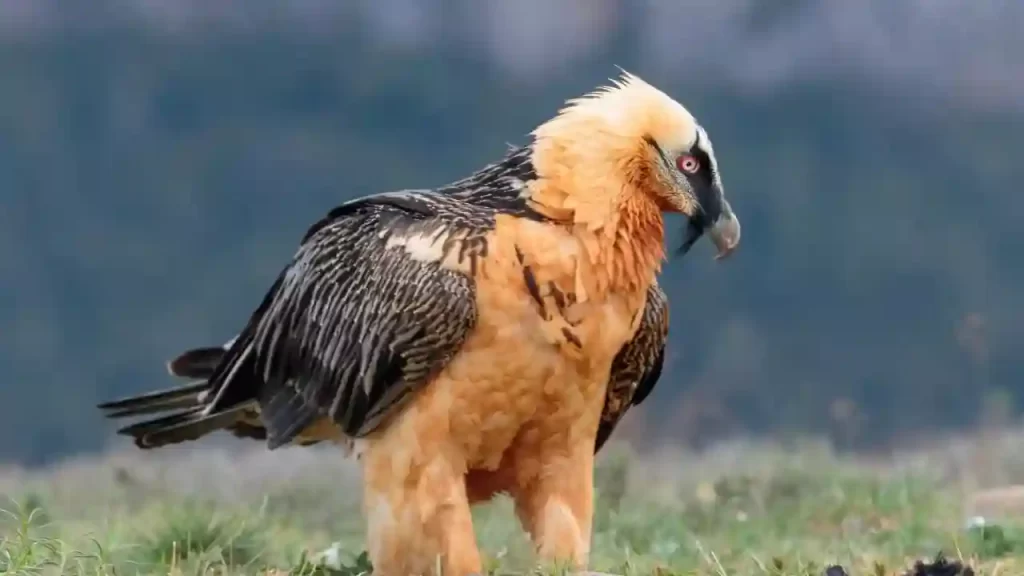 Bearded vulture one of the largest birds of prey in the world