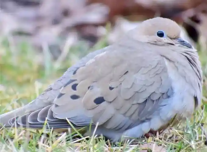 Blue Eyed Ground Dove is one of the most rarest birds in the world