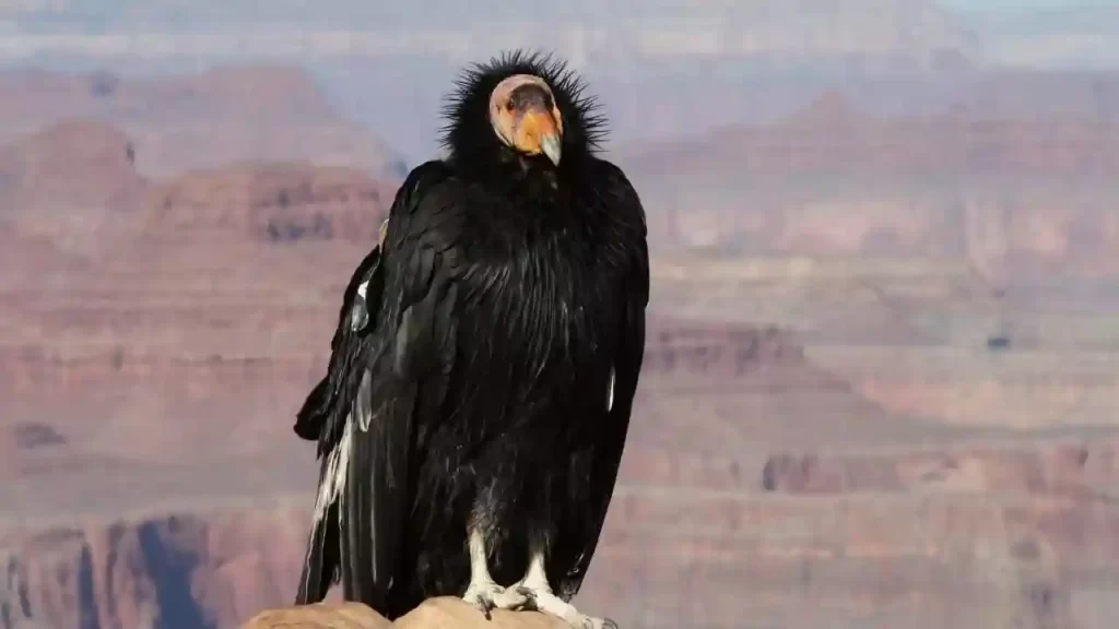California condor one of the largest birds of prey in the world