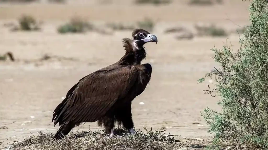 Cinereous vulture one of the largest birds of prey in the world
