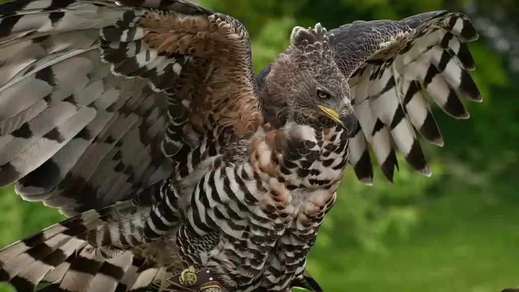 Crowned eagle one of the largest birds of prey in the world