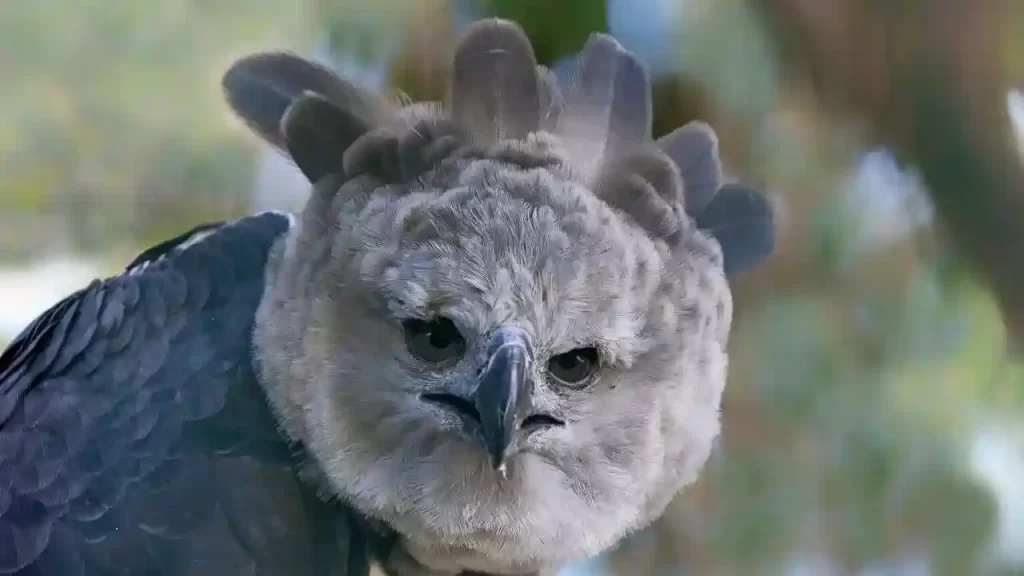 Harpy eagle one of the largest birds of prey in the world