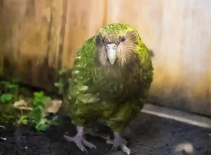 Kakapo is most rarest birds in the world