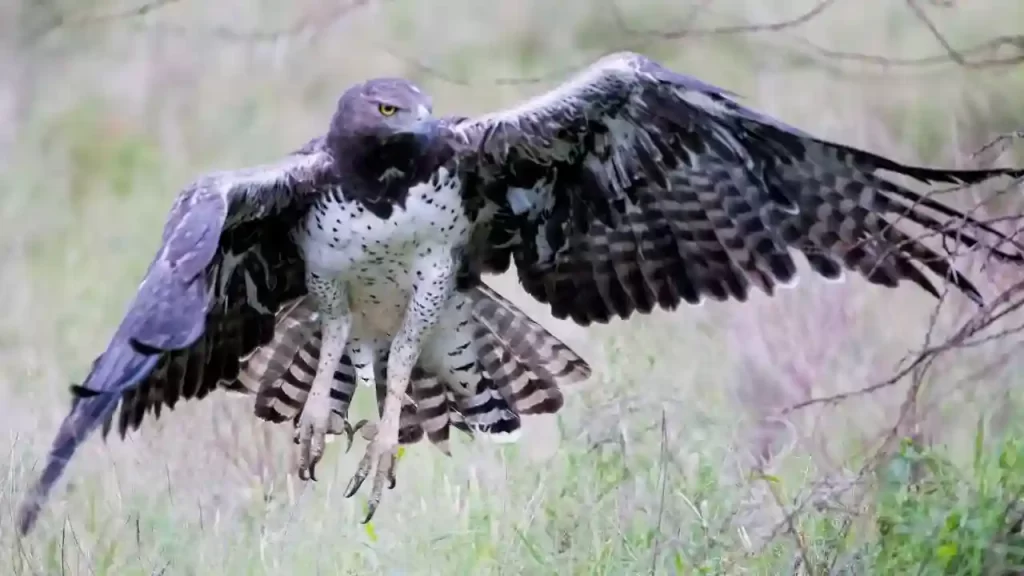 Martial eagle one of the largest birds of prey in the world