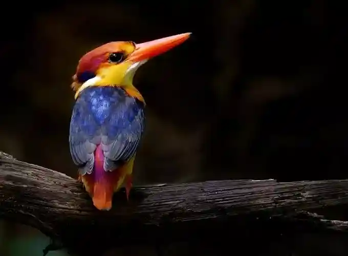top 10 most rarest birds in the world
