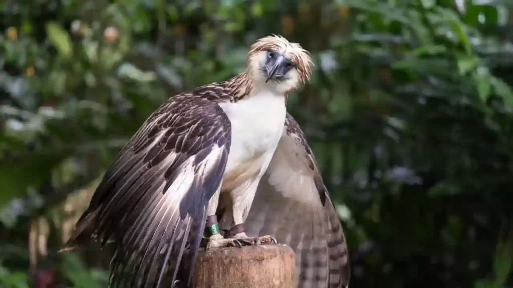 Philippine eagle one of the largest birds of prey in the world