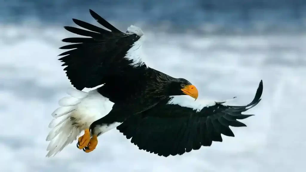 Steller's sea eagle one of the largest birds of prey in the world
