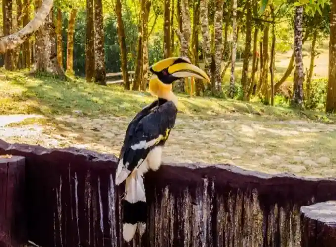 Walden's Hornbill one of the most rarest birds in the world