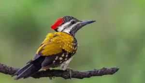 Black Rumped Flameback Can Be A Great Pet