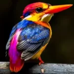 Top 10 Most Rarest Birds in the World
