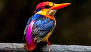 Top 10 Most Rarest Birds in the World