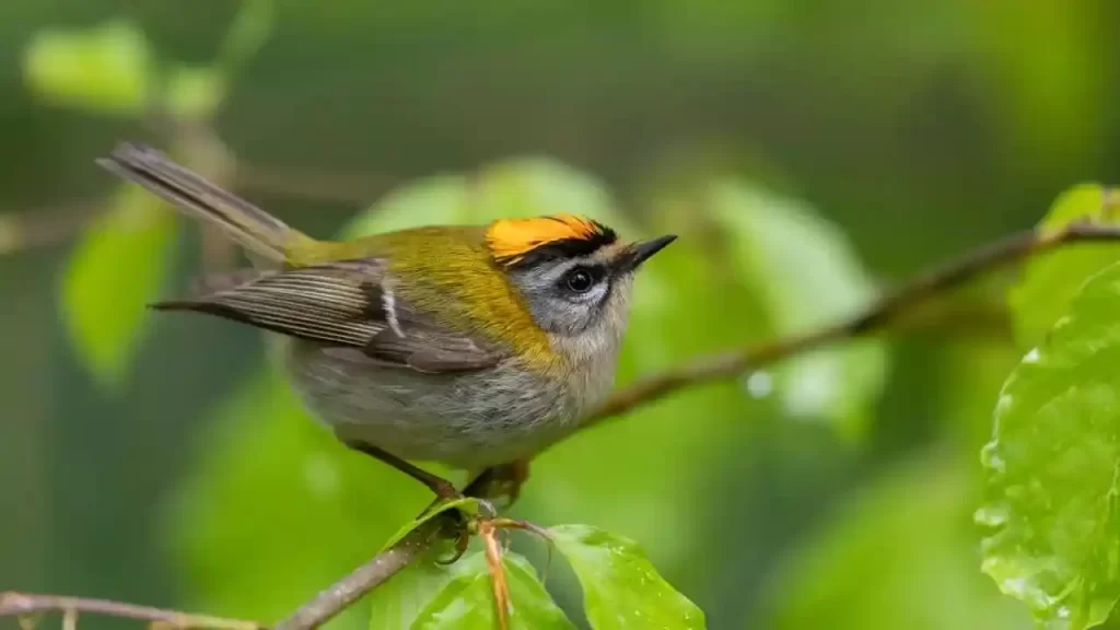 Common Firecrest are one of the most smallest bird