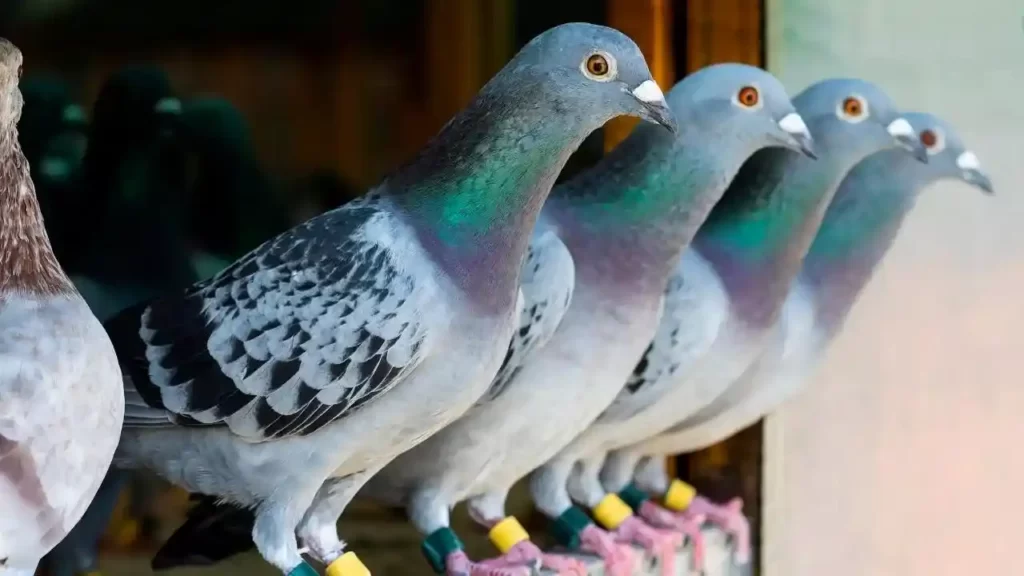 Homing pigeon is the most expensive pet birds in the world 2022