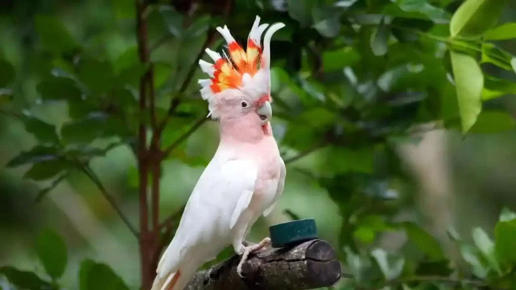 Major Mitchell’s Cockatoo is 2 out of Top 10 Most Expensive Pet Birds in the World 2022