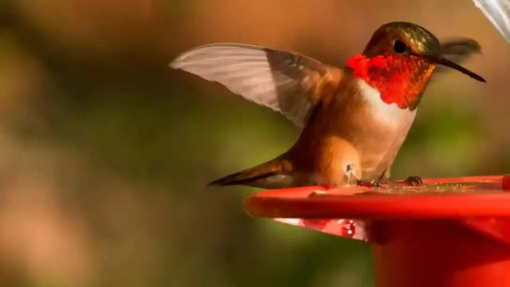 Rufous Hummingbird is the most smallest bird in the world
