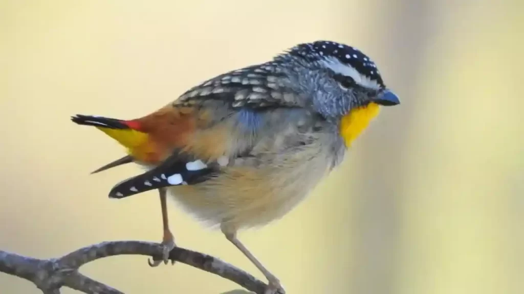 top 10 smallest bird in the world