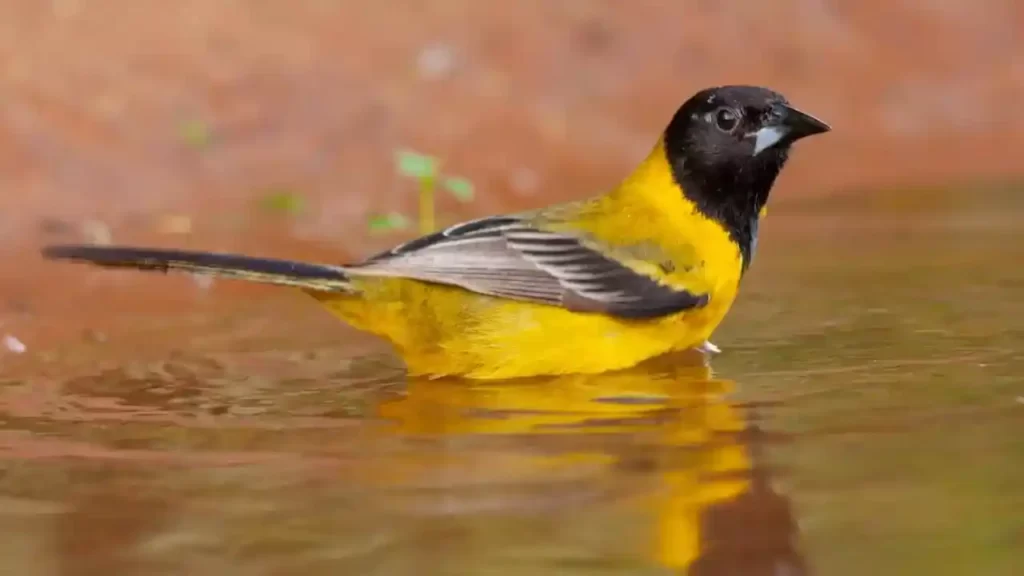 Top 10 Most Expensive Pet Birds in the World 2022 Northern Oriole