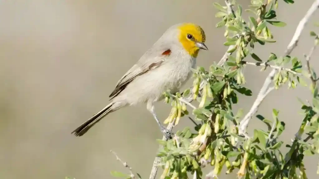 Verdin is 9 out of top 10 smallest bird in the world