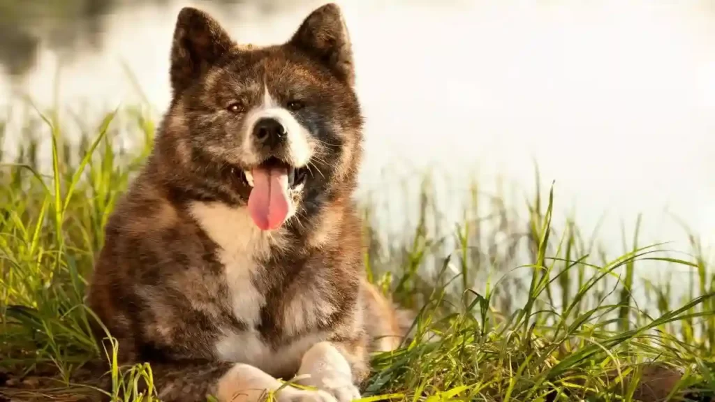 Akita Is The Most Fearless Dog Breeds In The World