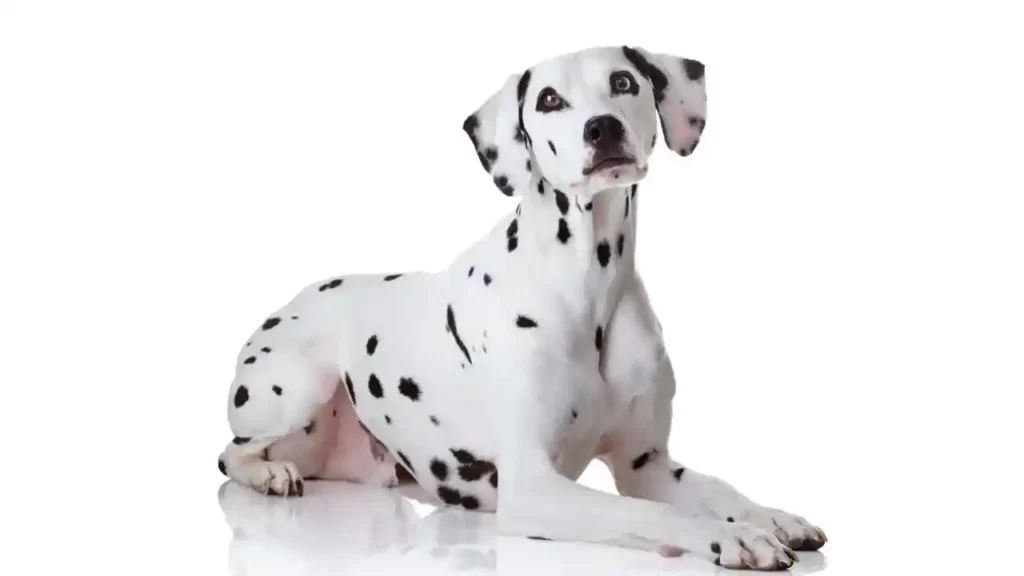 Dalmatian Is Most Fearless Dog Breeds In The World