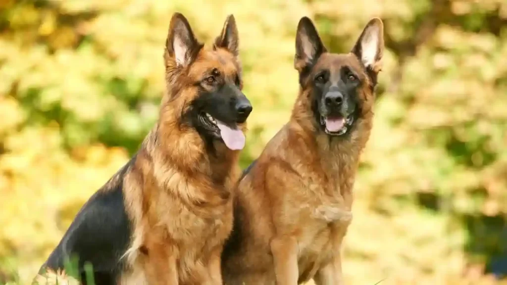 German Shepherd Are The Most Fearless Dog Breeds In The World
