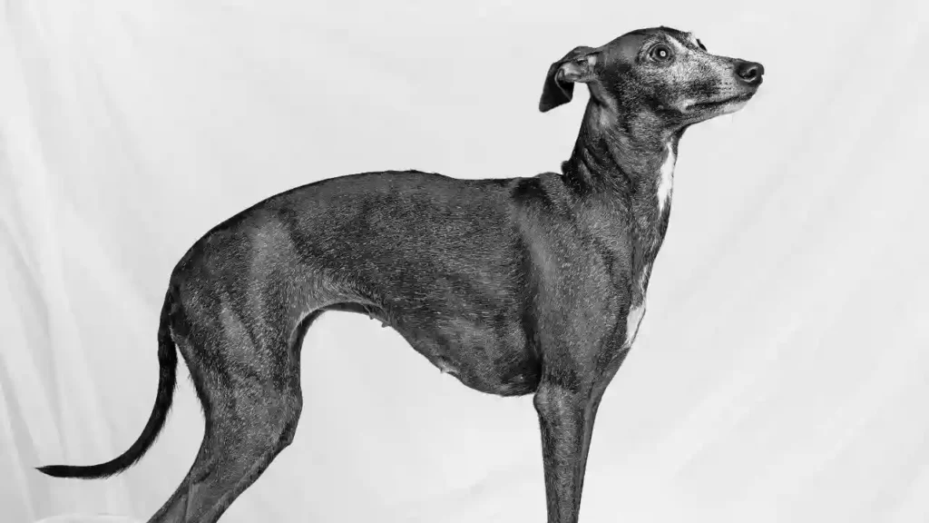 Italian Greyhound Is Most Fearless Dog Breeds In The World