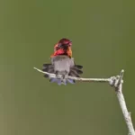 Top 10 Smallest Bird In The World