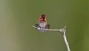 Top 10 Smallest Bird In The World