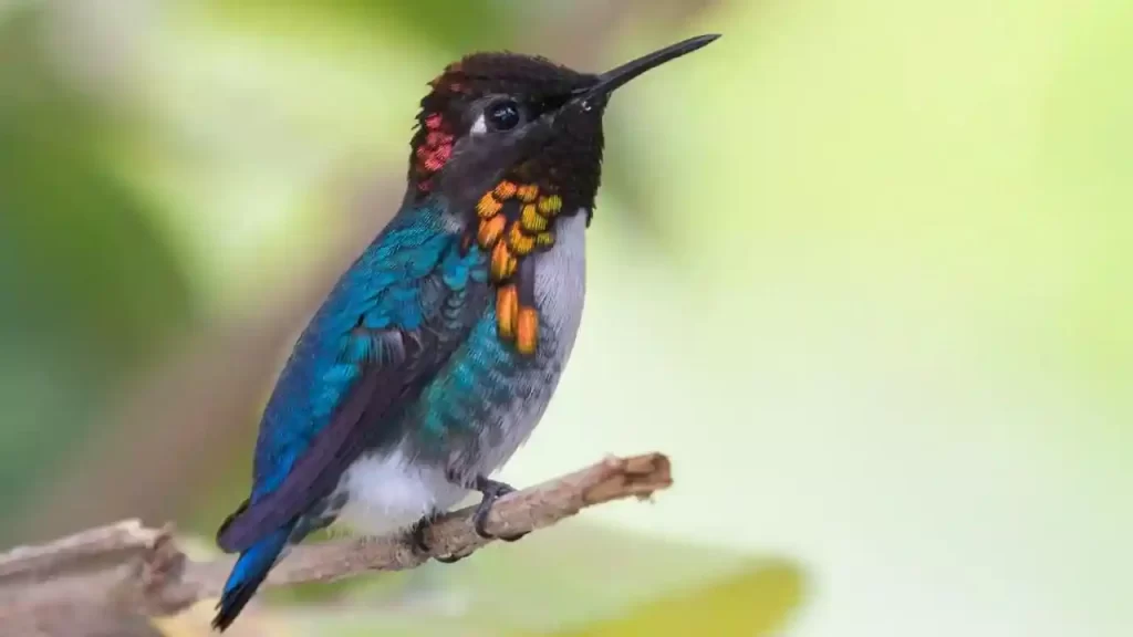 top 10 smallest bird in the world is Bee Hummingbird