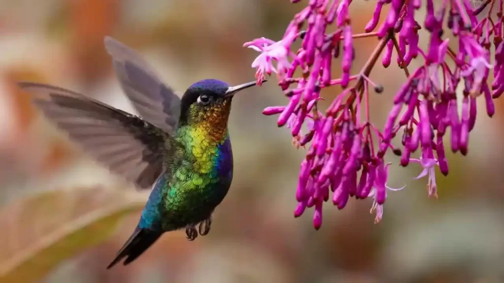 Costa’s Hummingbird is the second p 10 smallest bird in the world