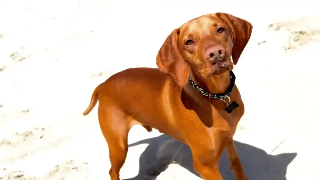 Vizsla is one of the most fearless dog breeds in the world