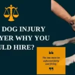 Best Dog Injury Lawyer Why You Should Hire 1?