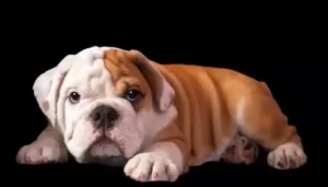 Tips to Care for a Miniature English Bulldog
