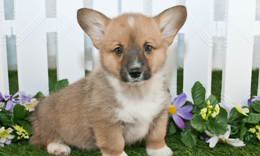 10 Tips On How To Take Care Of A Corgi Puppy