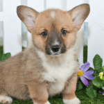 10 Tips On How To Take Care Of A Corgi Puppy