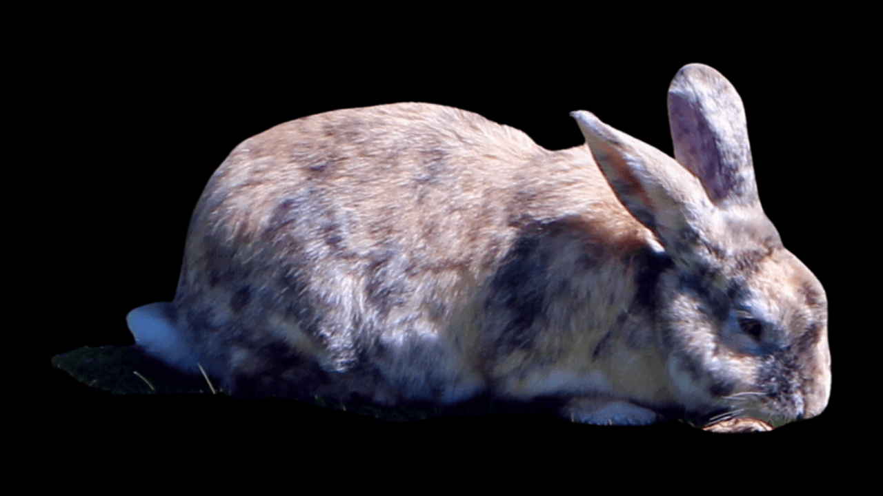 Harlequin Rabbit Size Carecter Health Breeding