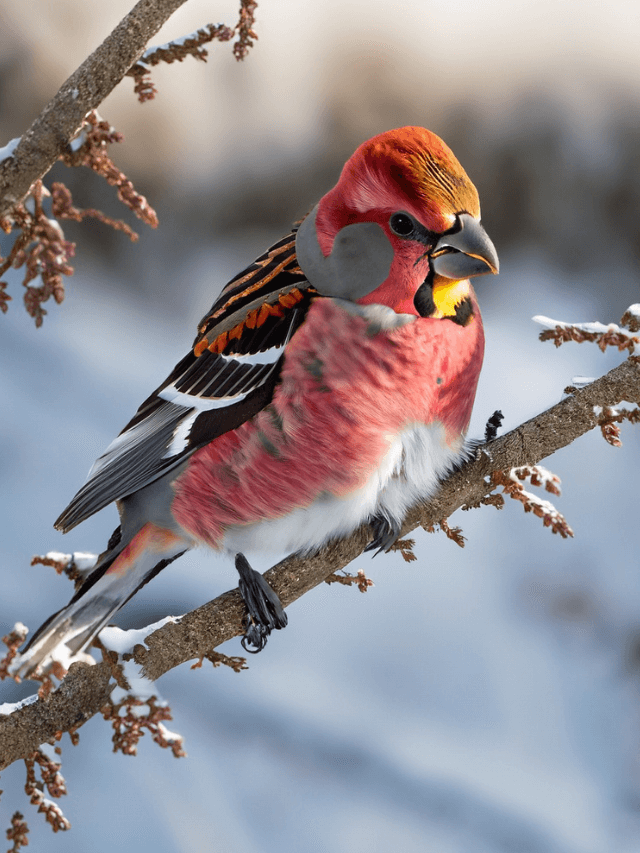 The 9 Pink Birds That Will Take Your Breath Away