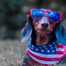 a dachshund wearing sunglasses and an american flag bandana.