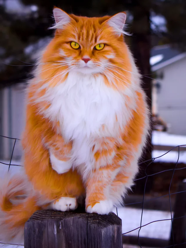 Unknown Facts About Norwegian Forest Cats